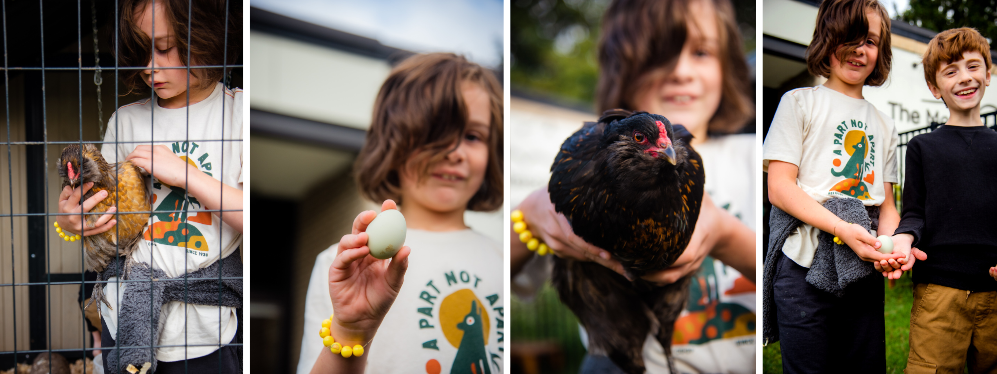 This section has four images of the same child. First, the child is inside of the chicken pen holding and petting a children on the left side of their body. Next is the same child standing outside of the school holding an egg up to the camera. Third, the child is holding a mainly black chicken out to the camera with the chicken in focus. Last, we see two students standing next to one another and jointly holding two eggs while smiling outdoors.